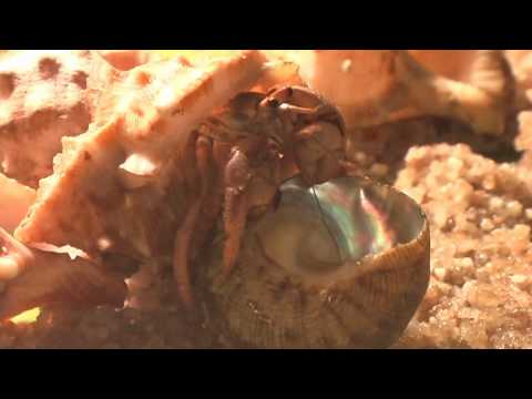 Video: Kdo Je Poustevnický Krab