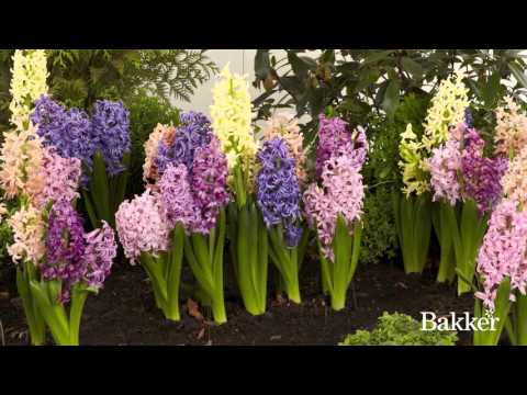 Video: Mentol Bunga Hyacinth - Maklumat Dan Penjagaan Hyacinth Paksa