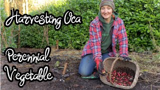 Harvesting & Replanting Oca | Perennial Vegetable | New Zealand Yam | How it tastes & Cooking tips