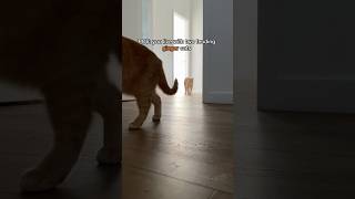 the hunt for the ginger october