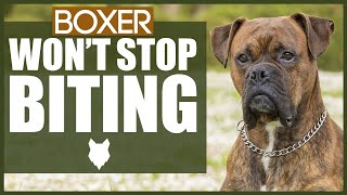 How To Stop Your BOXER BITING