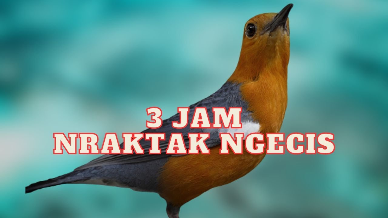 Anis Merah Jantan Gacor 3 Jam Nraktak Ngecis