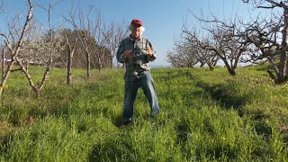 Orchard Floor Management  the Key to Producing High Quality Fruit