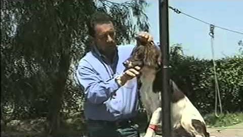 CanadaPets Video Series - Tri Tronics Hold Command for Bird Dogs Part 3 of 6