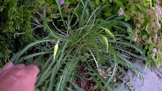 Moon Flower Opening Up In Real Time (Evening Primrose)