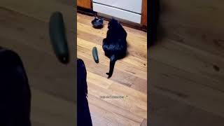 Funny Cats vs Cucumbers 🥒 Compilation #shorts #catlovers #catvideos