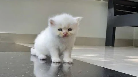 Video 498211: persian kitten cute baby, cutecats cattery, cutecat beautiful