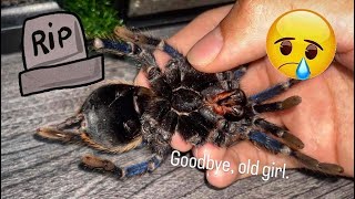 My favourite TARANTULA species PASSED AWAY :( by Exotics Lair 36,868 views 2 months ago 5 minutes, 22 seconds