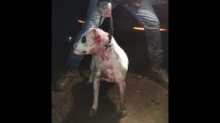 Working Bull Terrier / Battlecross Part 1 Chico Lopez x Vanelle kennel blood