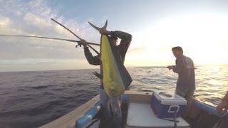 Catching dorado (mahi-mahi) and yellowfin tuna 15 miles off oceanside,
california. august 6, 2015 aboard the f/v "kolomona"