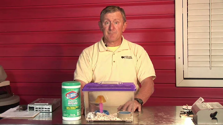 Does the smell of Pine Sol keep mice away? (2023)