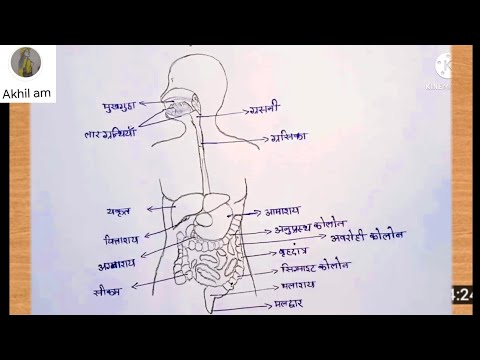 Internal System of Body 📚📖 #humanbody #nervoussystem #gkfacts  #educationhub22 #generalawareness #studytime #exampreperation #lear... |  Instagram