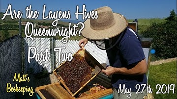 May 27th 2019 - Are the Layens Hives Queenwright - Part two - Matt