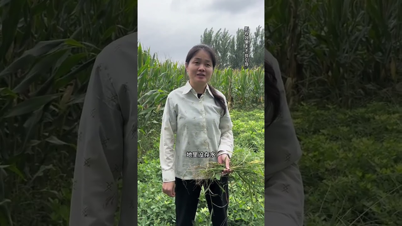 Life in the Fields: A Day in the Country Wheat Harvest