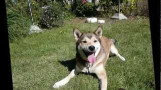山古志村のマリと三匹の子犬 No.2 【YouTube】 山古志村のマリと三匹の子犬 No.2 【YouTube】