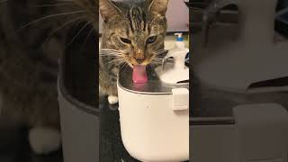 Why Do Cats Hate Water? #cats #google