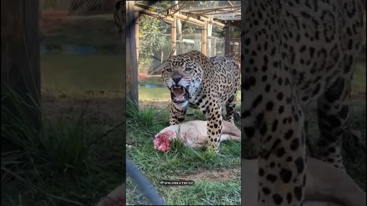 Animals With Strongest Bite Force (PSI) 🐕🐊💀