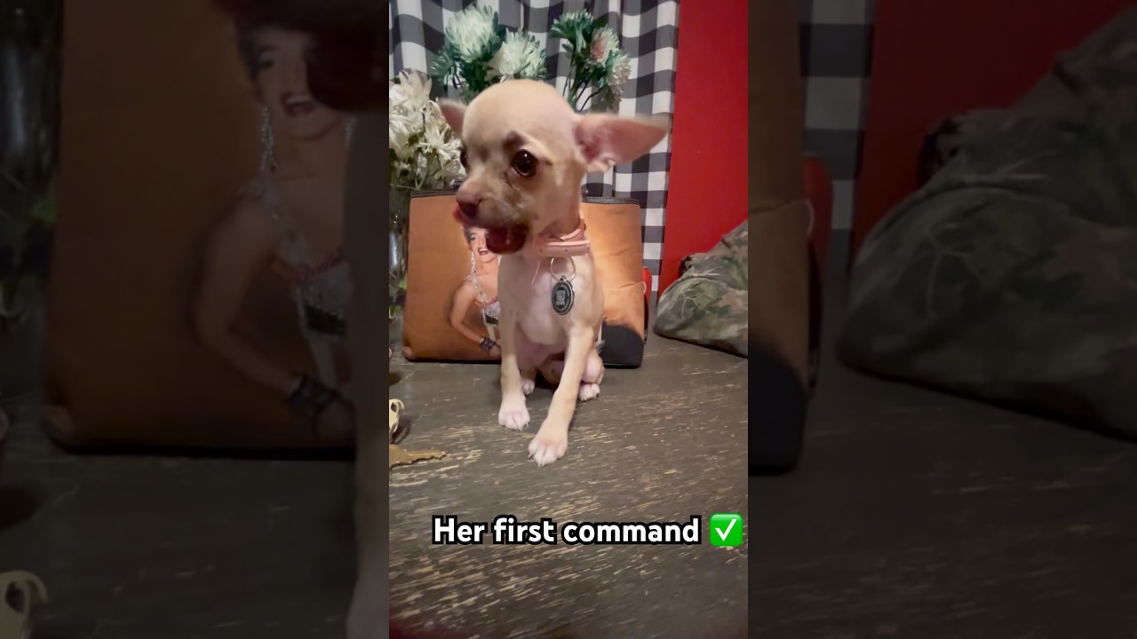 Learning her first command ✅ 