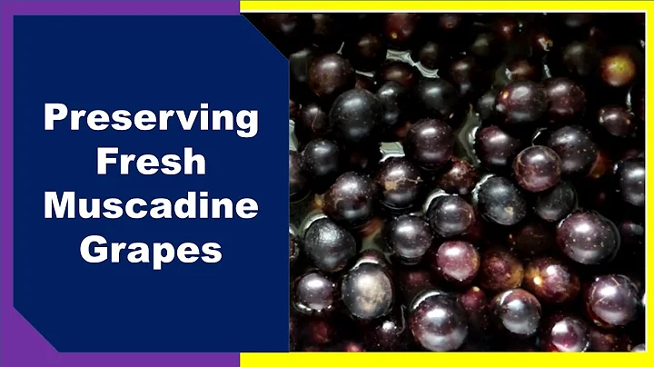 Comment conserver les raisins Muscadine frais avec Daniel et Tobi !