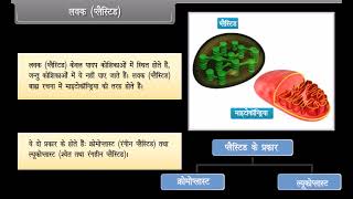 The cell organelles science class 9th in hindi