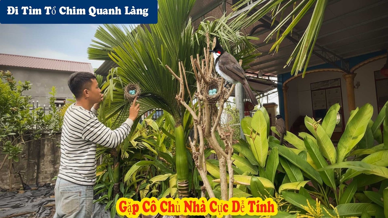 Đi Khắp Làng Để Tìm Tổ Chim Đầu Mùa | Chiến Ơi