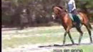 Habitat for Horses introduces Bey Ivan