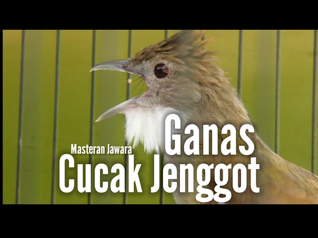 Masteran Jawara Cucak Jenggot class=