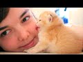 Tiny kitten kisses me 🥰 Relax | ASMR | Too CUTE