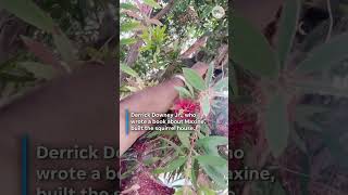 Squirrel comes home to a swarm of unwanted guests