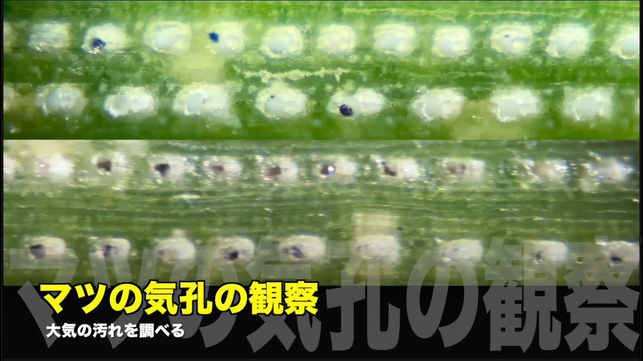 マツの気孔の観察【大気の汚れを調べる】 - YouTube