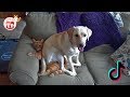 Tik Tok Funny Video! Tik Tok Pets: Funny Cute Animals #65