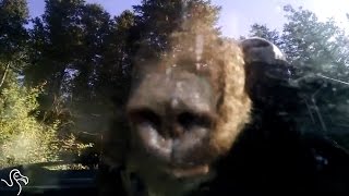 Bear Locks Himself Inside A Car