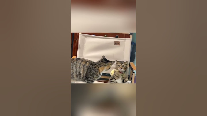 The cat was letting its friend to use the spot