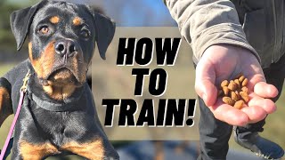 The KEY To TRAINING YOUR DOG!