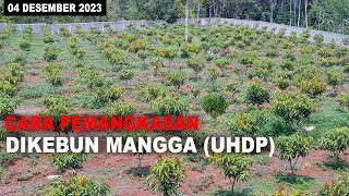 PEMANGKASAN KEBUN MANGGA SISTEM ( UHDP)