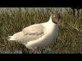 Iberá en Movimiento: Naturalistas en el Iberá