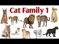 Different species of cat family with  pictures and names in english part 1 cat nameswild cats