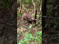 括り罠に掛かった後、鼻括りで保定された猪🐗　オス　体長88cm 2022/10/03 #有害鳥獣駆除