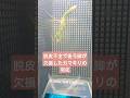 カマキリの羽化