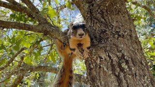 Princess Zorra - April 12 2024 Shermans Fox Squirrel Vlog