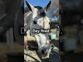 💌💌💌 #fypシ #horse #equestrianrider #equestrian
