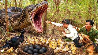 👉 72 Hours of Terror 😱 Giant Python Attacks Duck Nest — Thousands of Ducklings in Danger!