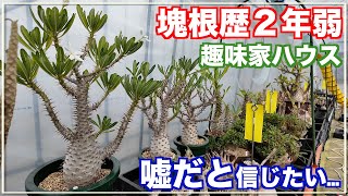 サボテン趣味家が塊根植物に本気出した結果が凄すぎる