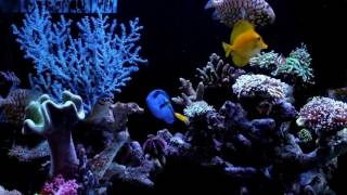 Feeding Monocentridae Pinecone fish