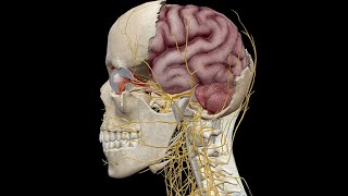 Vitamin A and its Role in Vision
