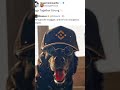 Dogs List In Binance #changingyt #dogs #dogsairdrop
