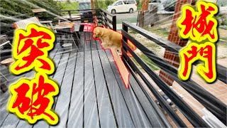 バリケード突破！テラスに強行進入するレトリバーまる