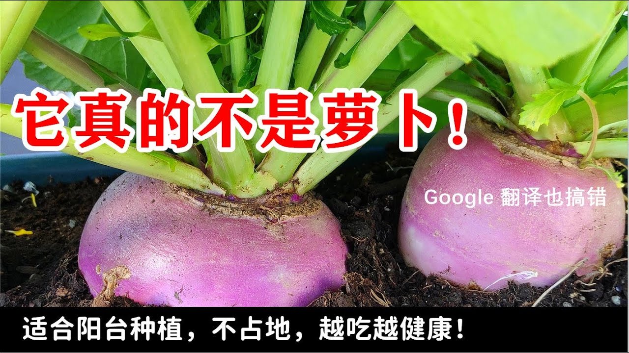 常被人误认为是萝卜的健康蔬菜 谷歌翻译也不对 在阳台小花盆中种植芜菁和苤蓝 种菜养花 大头菜