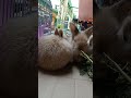 kelinci lagi ga mood untuk makan || yuk kasi makan kelinci @maye-tv