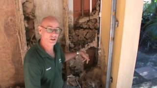 Large termite nest and infestation in a house in Byron Bay